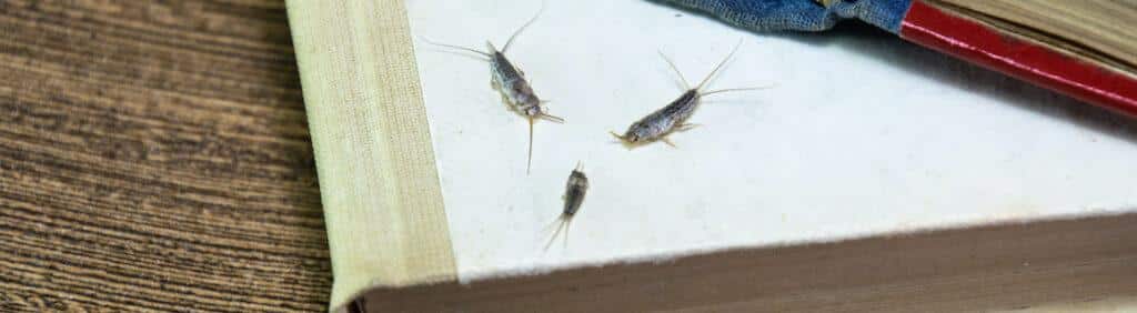 hree silverfish crawling on paper and books