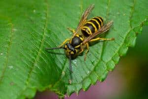 black and yellow yellowjacket on green leaf