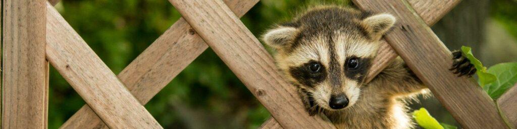 A baby raccoon peeks through a wooden trellis with purple flowers on it