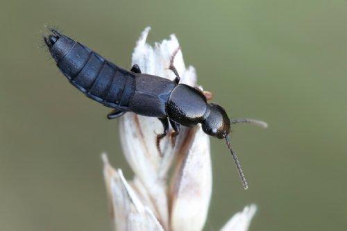 Close up of a rove beetle on a piece of wheat