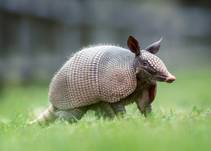 Close up of an armadillo in grass