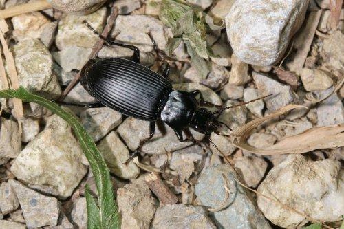 Ground beetle crawling on rocks