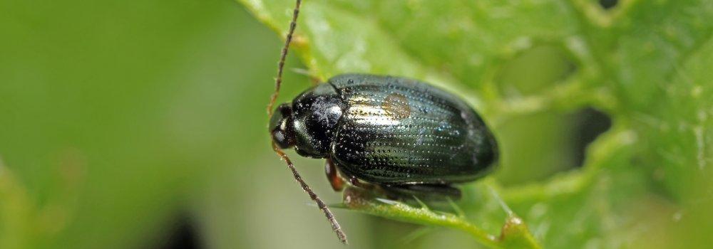 black beetle sitting on leaf