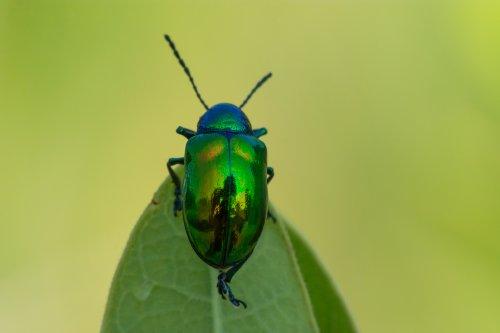 Iridescent dogbane beetle crawling on a green leaf