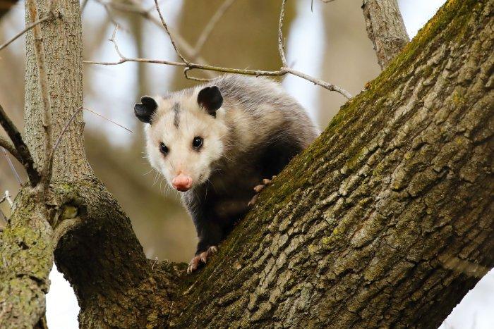 Opossum looking over a branch
