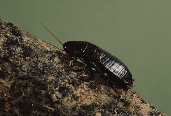oriental cockroach sitting on a branch