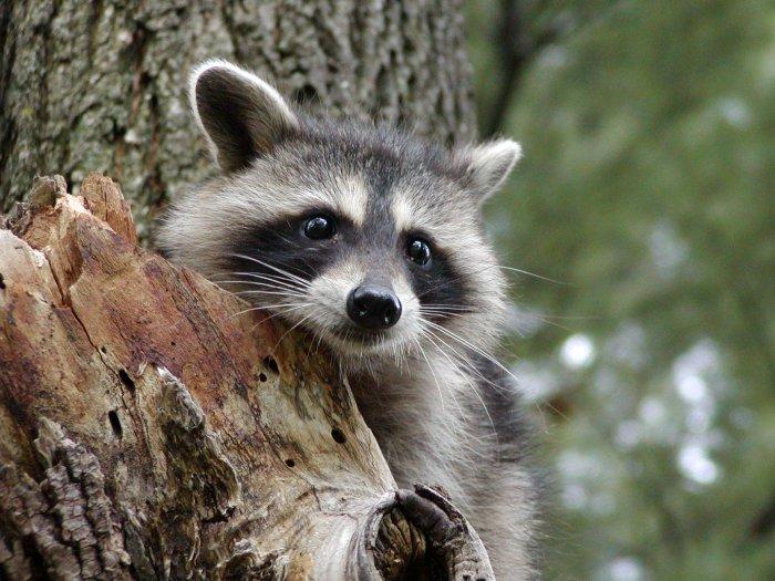 Raccoon holding on a branch