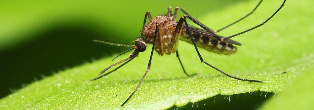 mosquito sitting on a green leaf