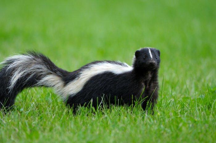 Young skunk hiding in tall grass