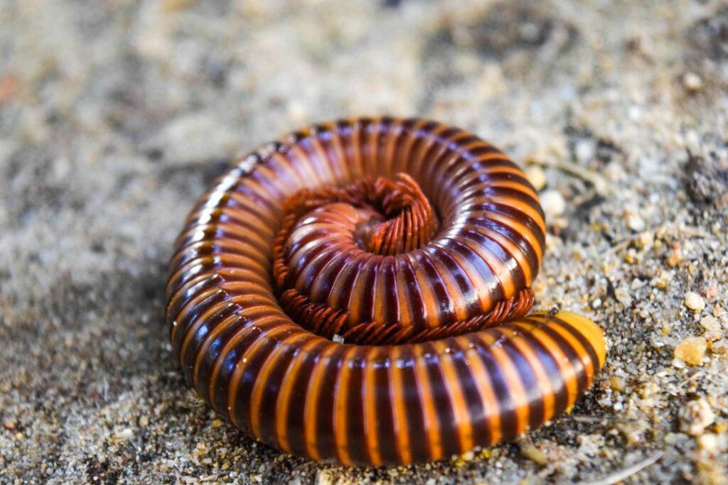 Millipede curled up as if threatened