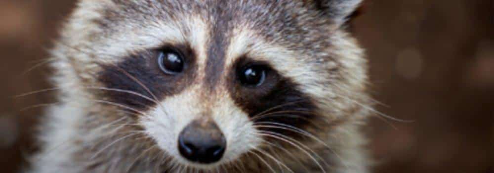 close up of a raccoon face