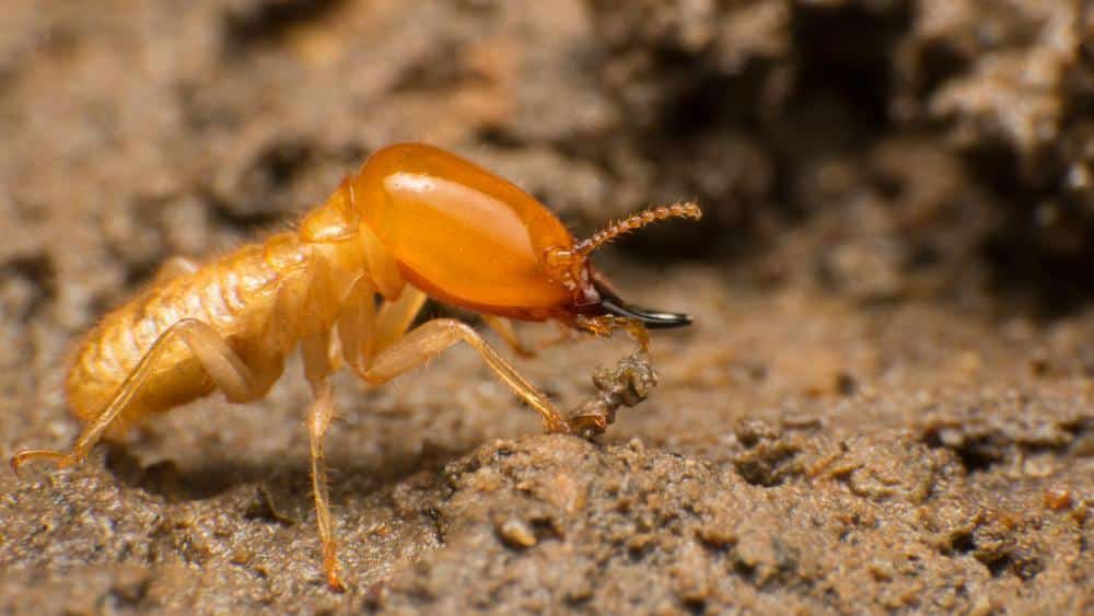 Subterranean termite