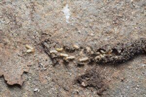 termites making a mud tunnel