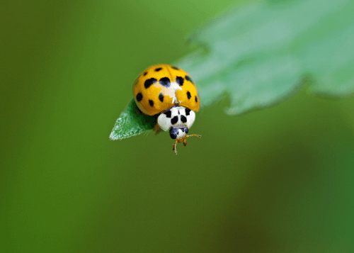 asian lady beetle sitting on leaf