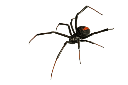 black widow spider on white background