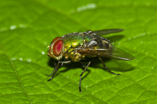 Small, green blowfly on green leaf