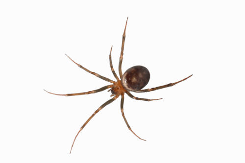 brown widow spider on white background
