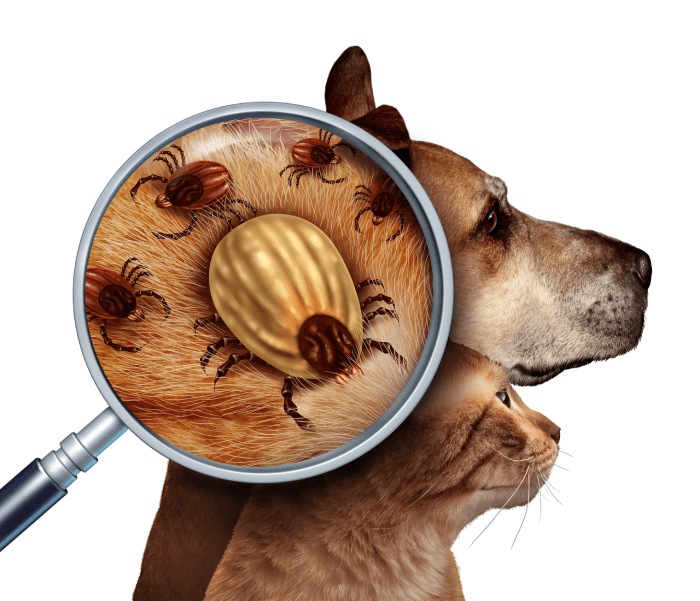 magnifying glass shows a tick on a dog and cat