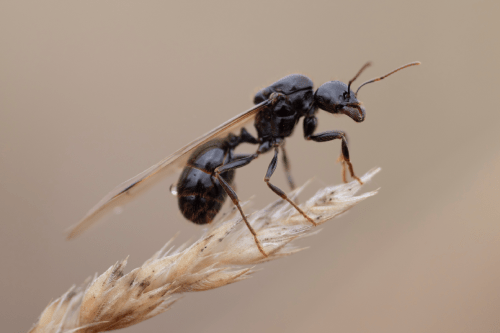 flying ant standing on wheat