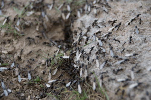 colony of flying ants