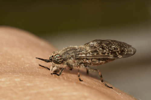 close up of a horse fly biting someone