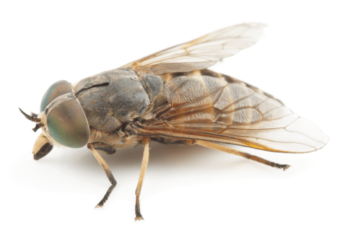 Close up of a horsefly on white background