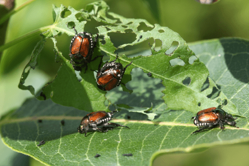 group of japanese beetles eating a green leaf