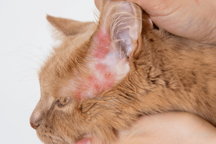 close up of rash on cat's ear