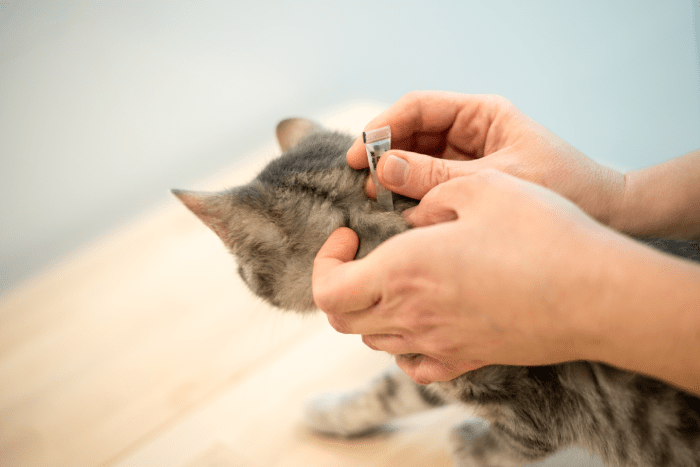 vet gives cat anti flea treatment