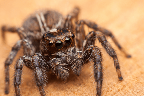 Front view of wolf spider and all four eyes