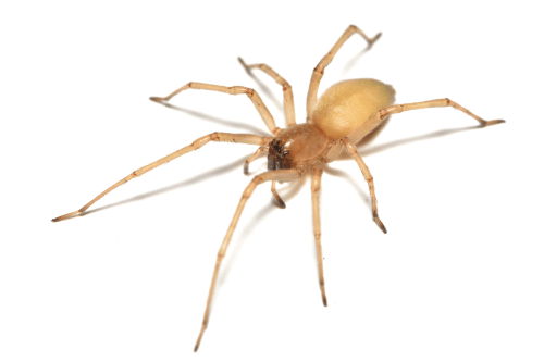 yellow sac spider on white background
