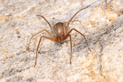 Image of brown recluse spider crawling on stones.