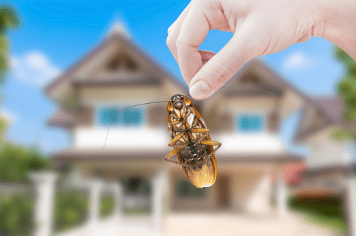 Woman's Hand holding cockroach on house background