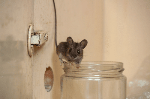 House mouse on glass jar