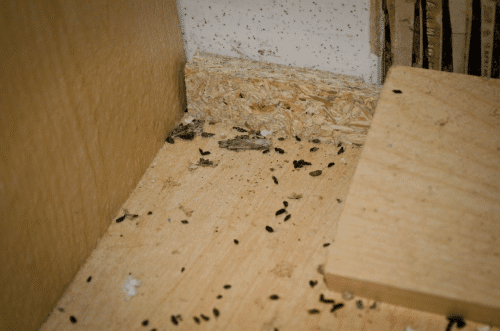 Mouse droppings in cabinet