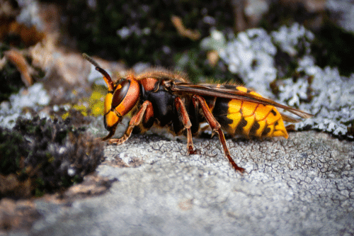 Image of red and orange murder hornet sitting on metal
