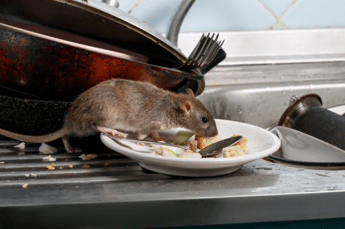 rat sniffing a dirty plate on a counter