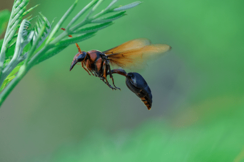 Image of wasp flying in air