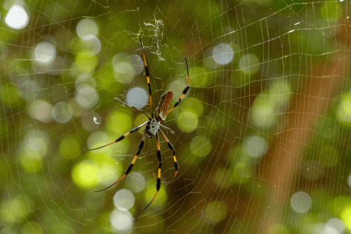 What Are Banana Spiders? | Hawx Pest Control