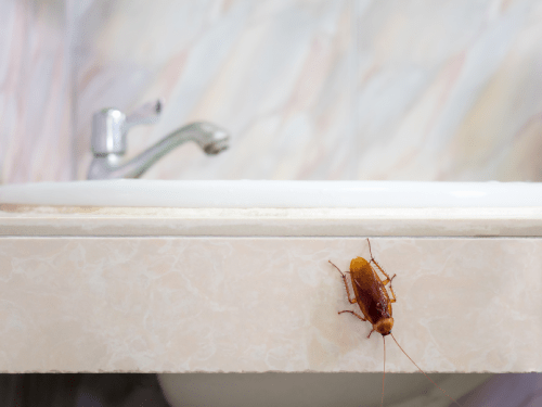 Close-up image of cockroach in house on background of water closet