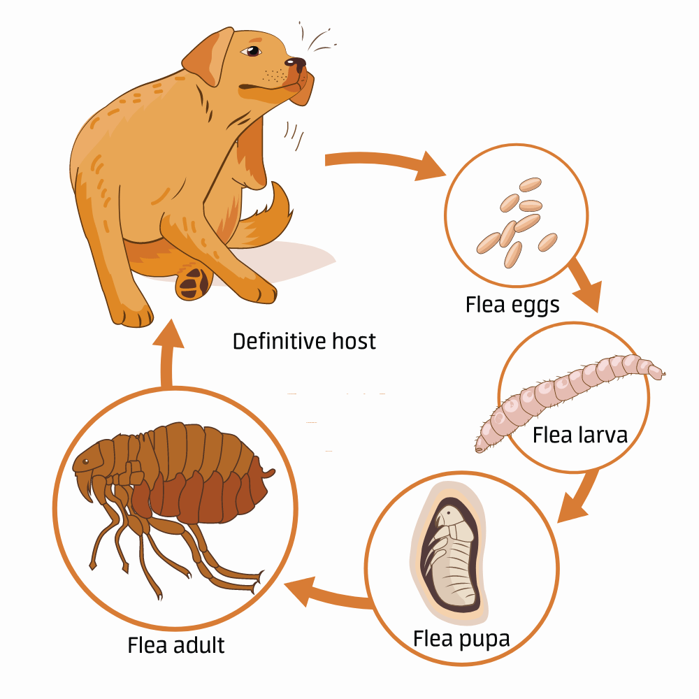 How Long Do Fleas Live On Surfaces at Matthew Gordon blog