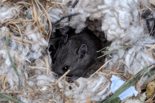 mouse in a nest