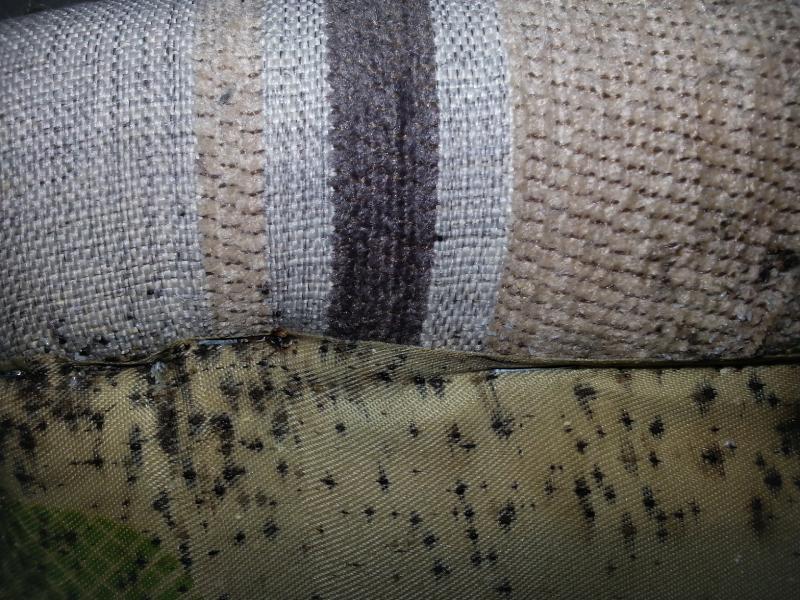 bed bug infestation in a couch