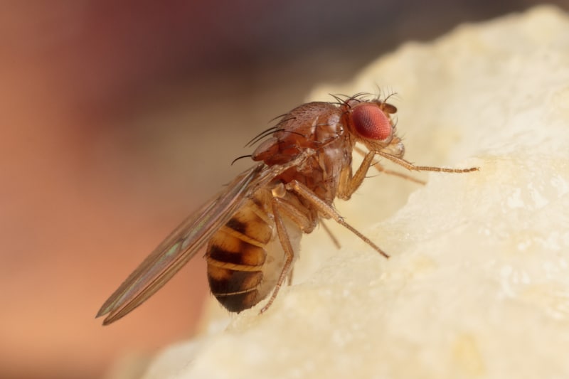 Close up of a fruit fly on a blurred background