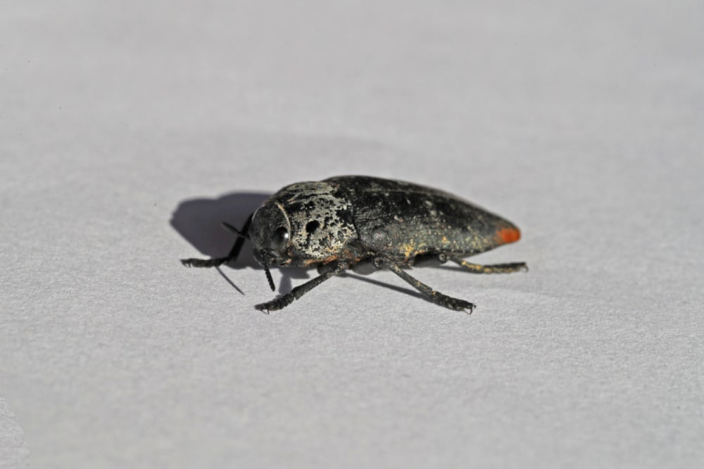A close-up of a flat-headed borer beetle.