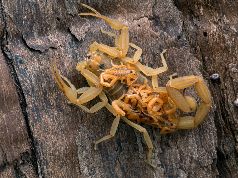 Female arizona bark scorpion carrying babies on her back on a piece of wood
