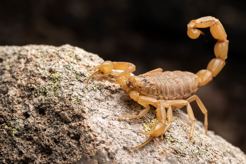 Close up of a arizona bark scorpion on a rock