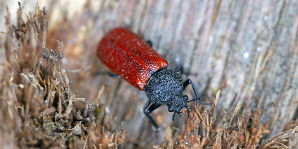 Close up of a false powderpost beetle crawling on wood