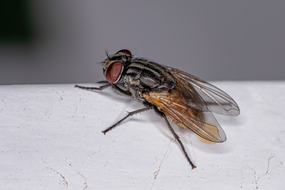Close up of a house fly on a gray background