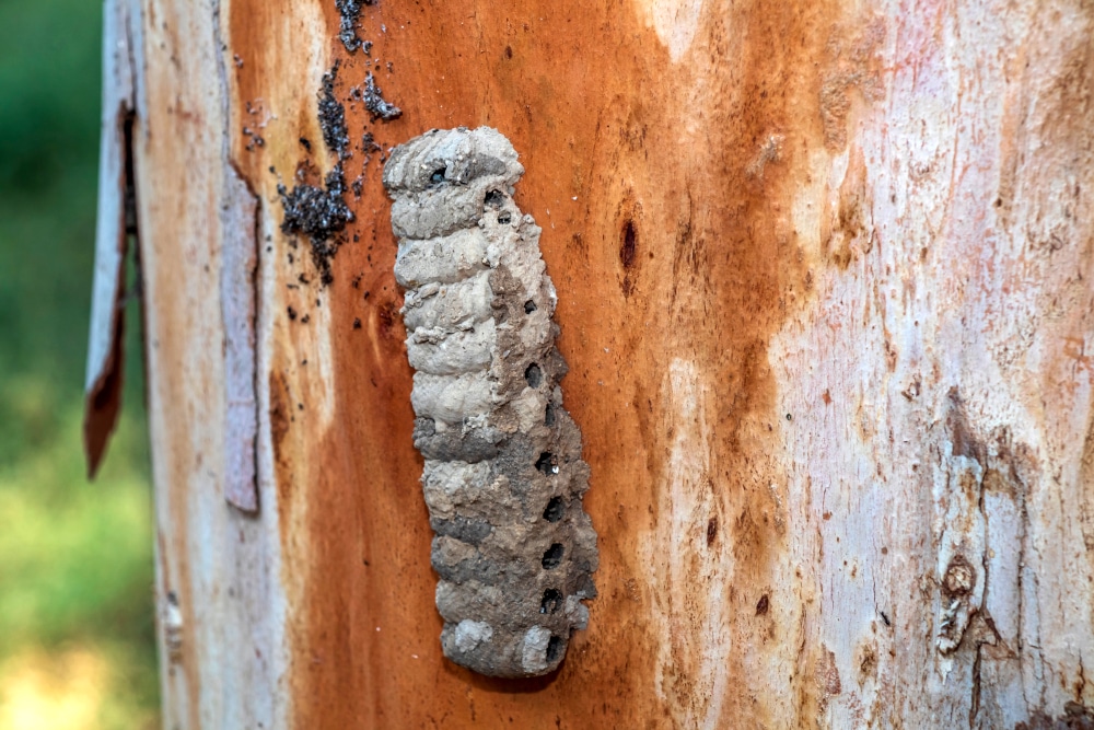 Close up of a mud dauber nest on an eucalyptus tree trunk